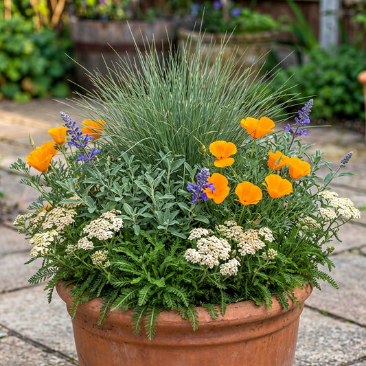 CA Native Floral Bundle
