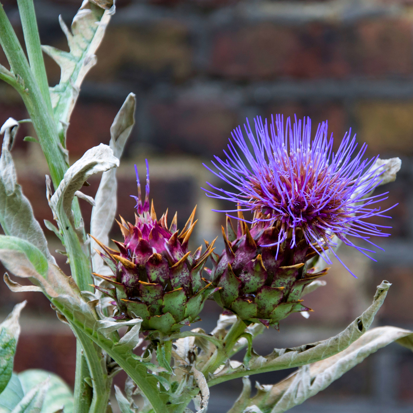 Pieno Inerme Cardoon