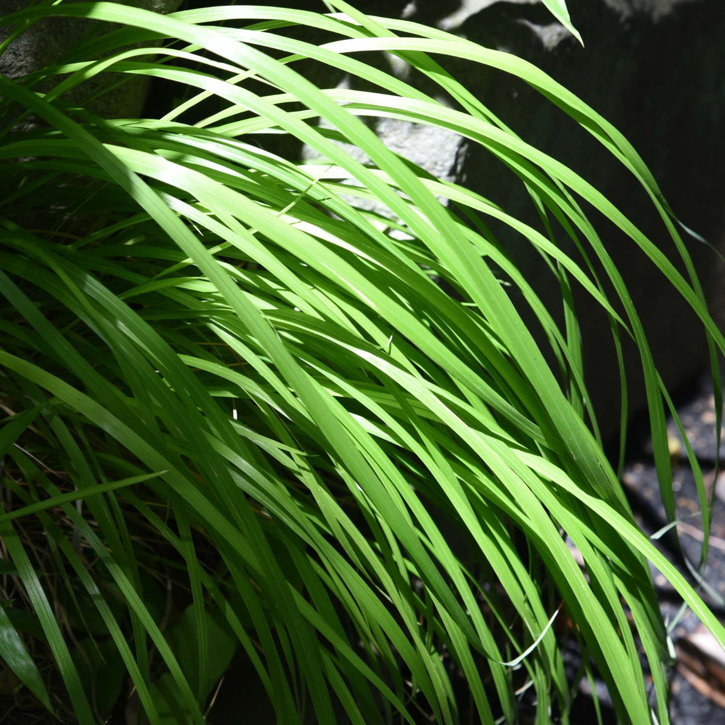 Flacca Carex