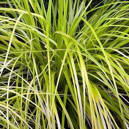 Everillo Carex Evercolor