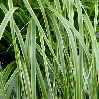 Everlime Carex Evercolor