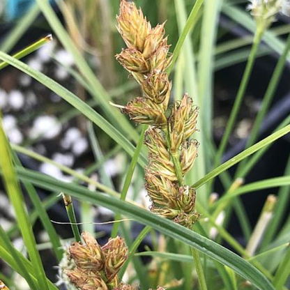 Pomona Carex