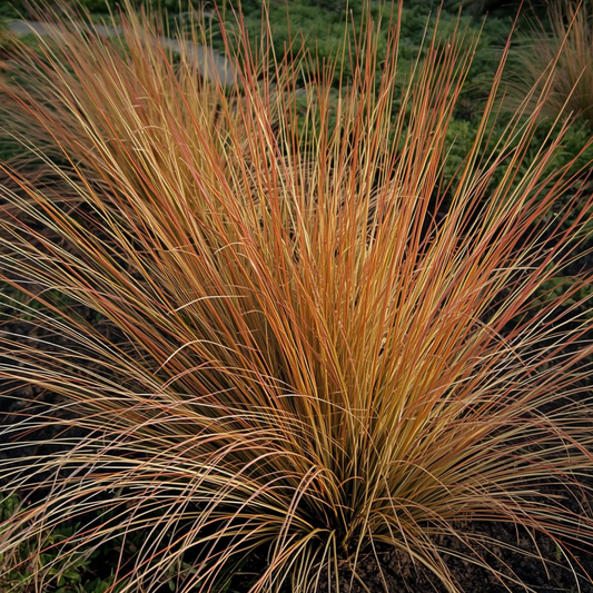 Prairie Fire New Zealand Sedge