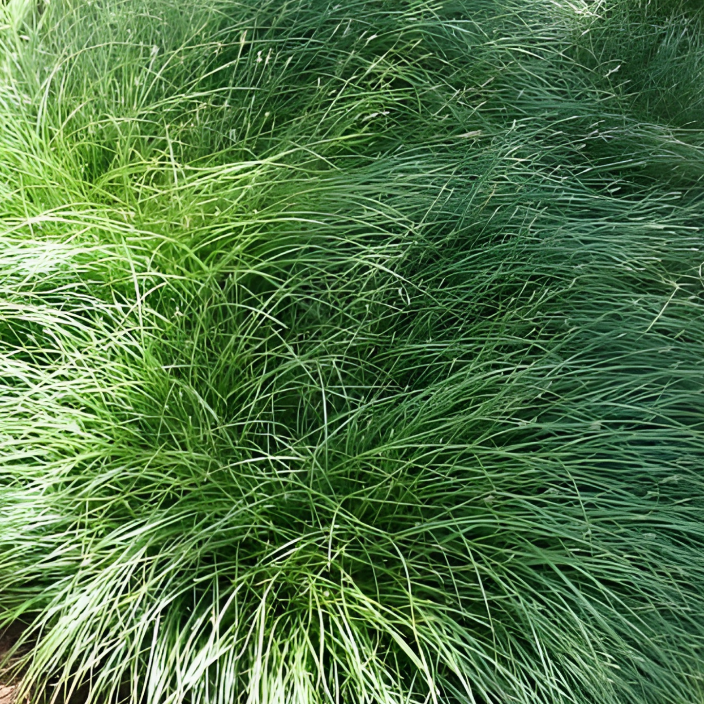 Tumulicola Carex