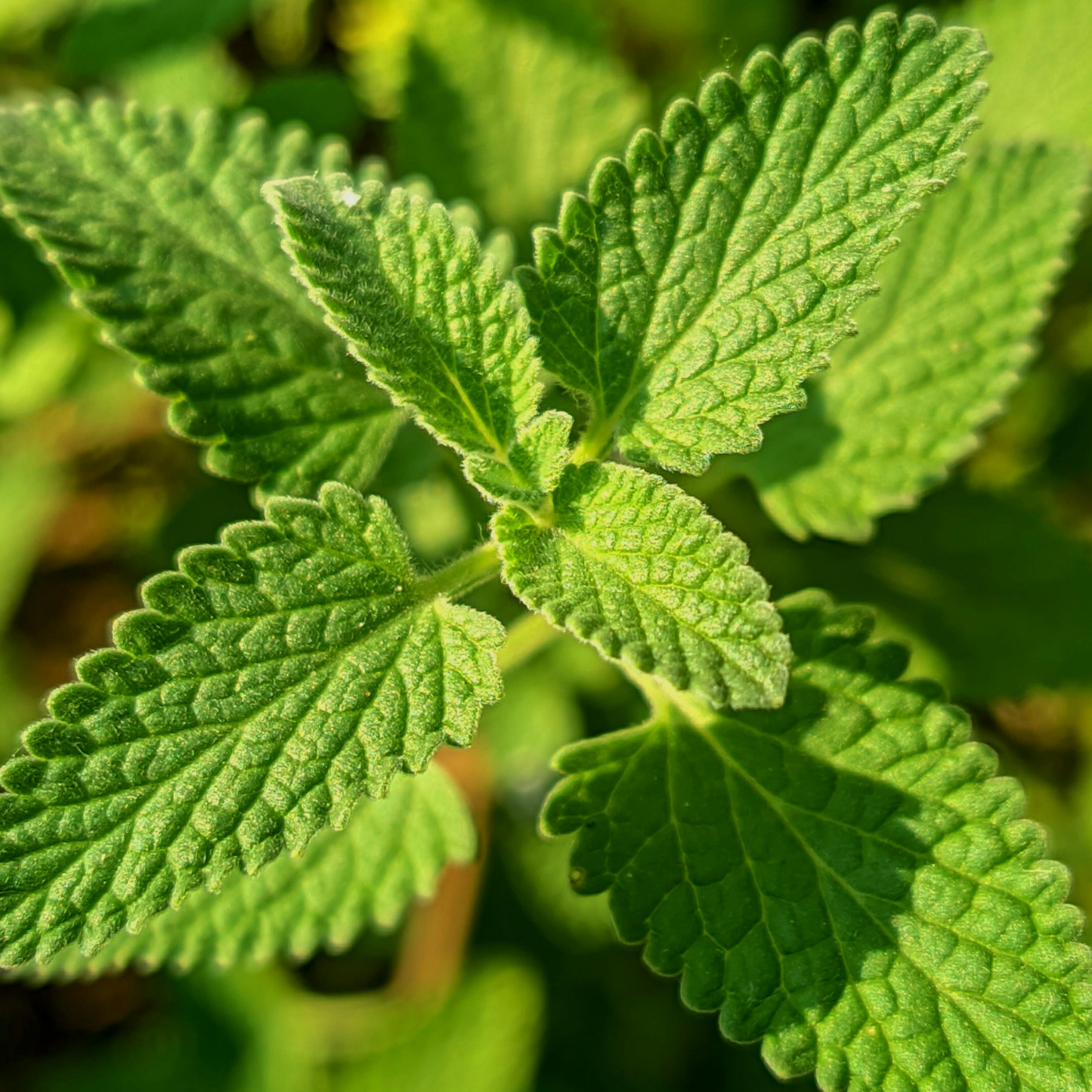Catnip 4"