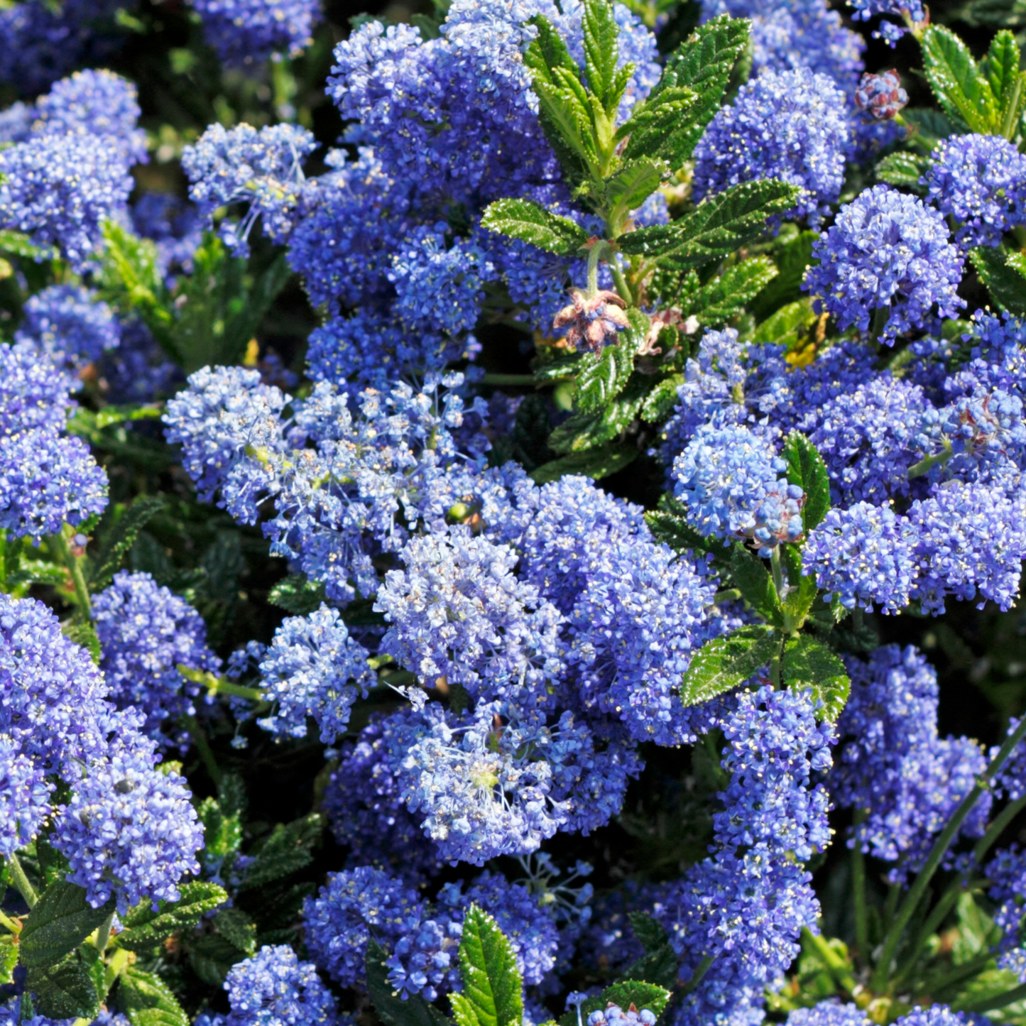 Anchor Bay Ceanothus