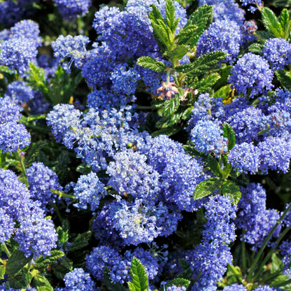 Anchor Bay Ceanothus