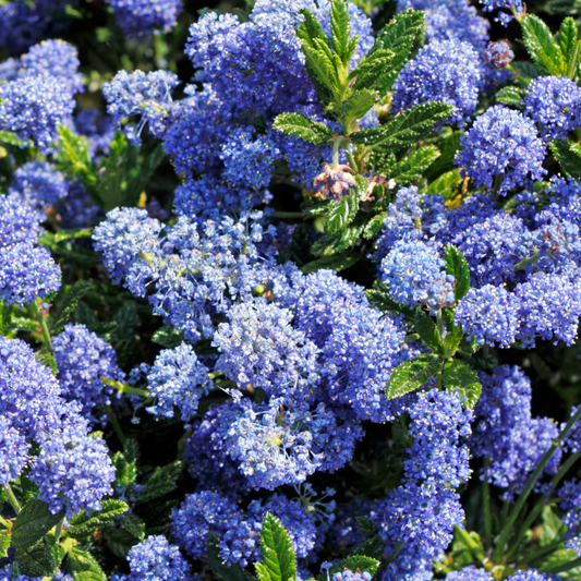 Anchor Bay Ceanothus