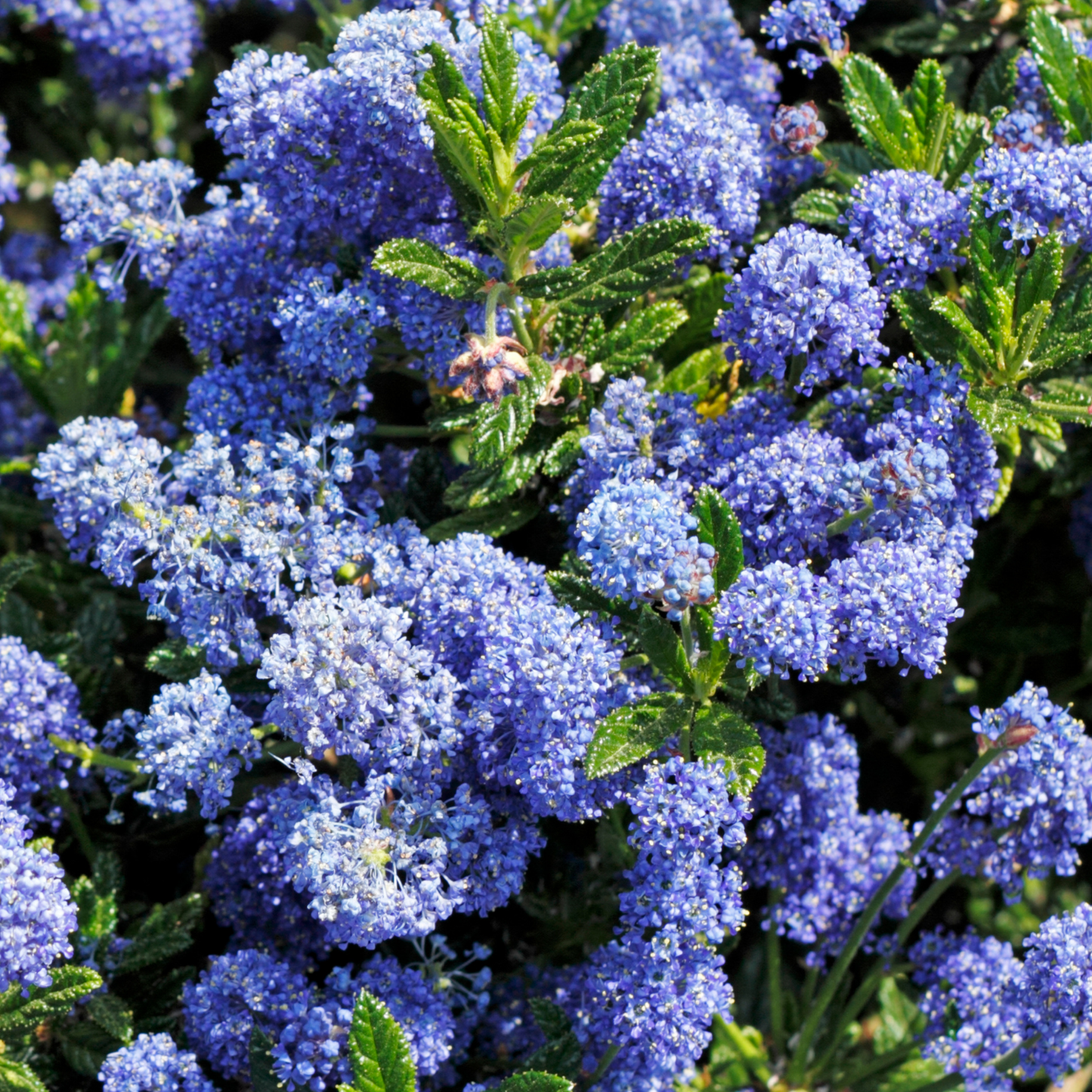 Carmel Creeper Ceanothus