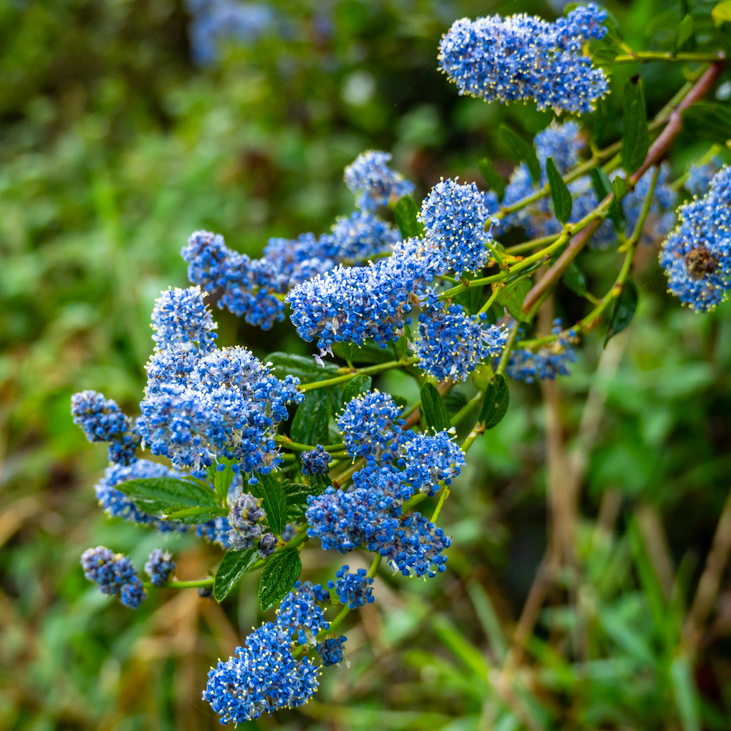 Yankee Point Ceanothus