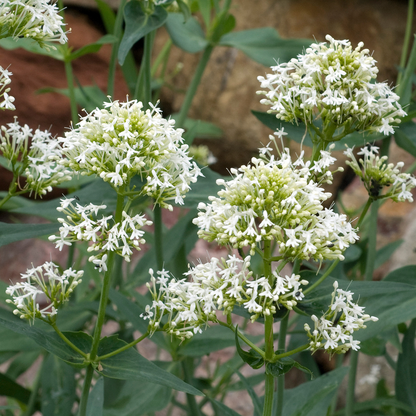 Albus White Valerian