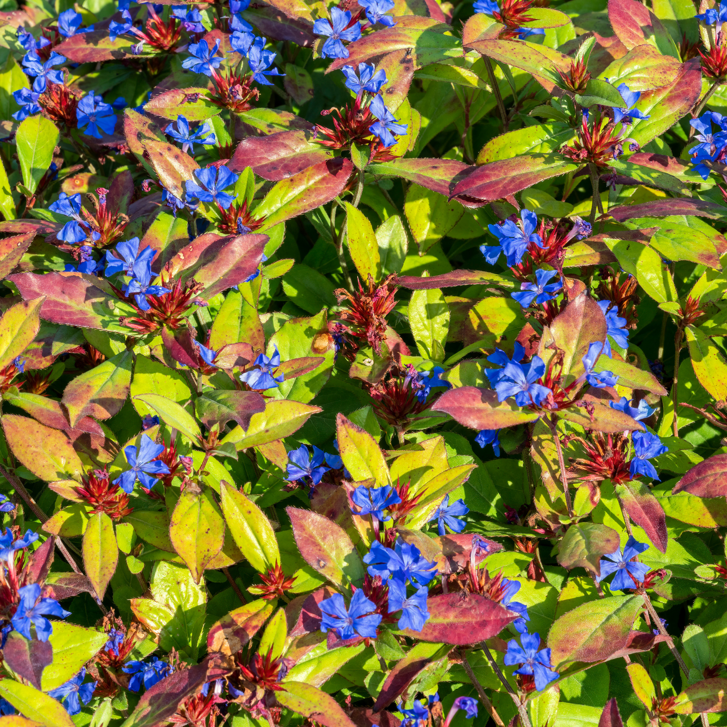 Ceratostigma