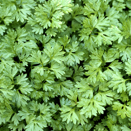 Fine Curled Chervil