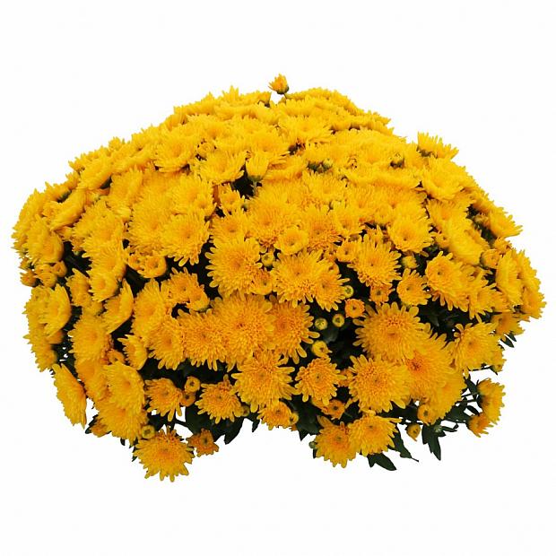 24Karamum Gold Chrysanthemum