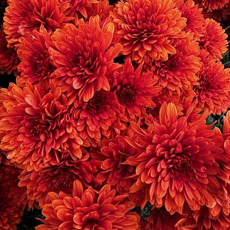 Chrystal Orange Chrysanthemum