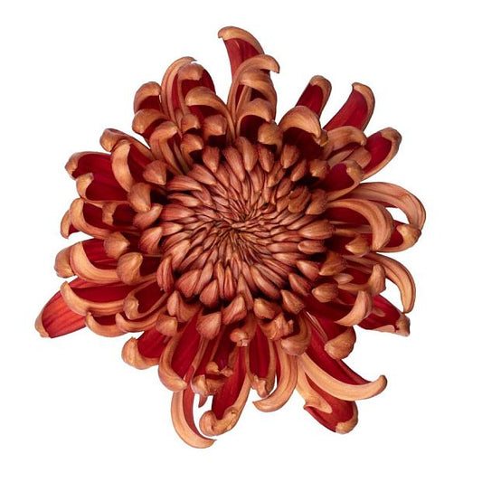 Cosmo Bronze Chrysanthemum