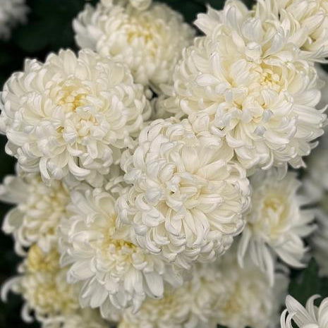 Cosmo White Chrysanthemum