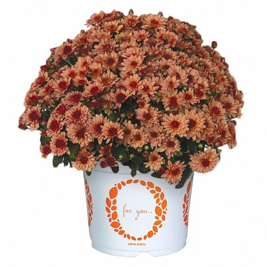 Lively Peach Bicolor Chrysanthemum