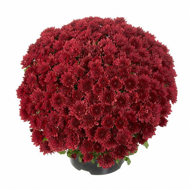 Merlot Chrysanthemum