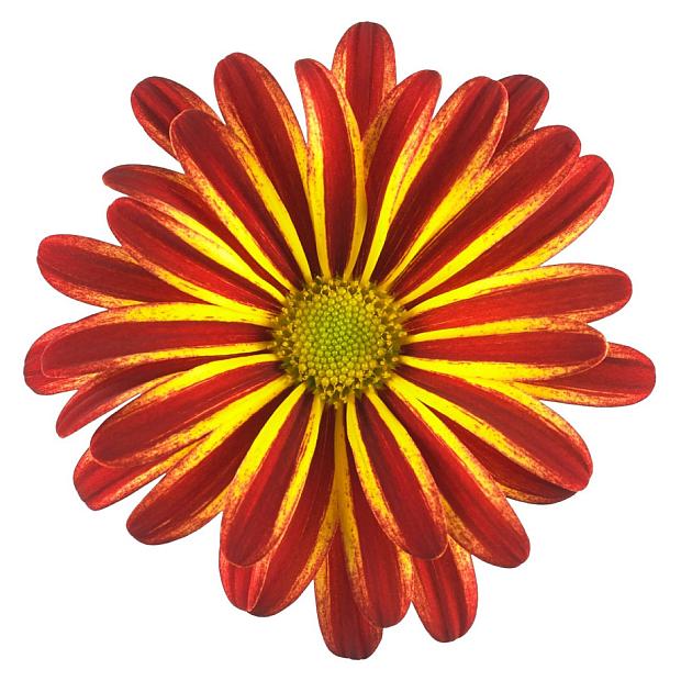Rainbow Circus Chrysanthemum