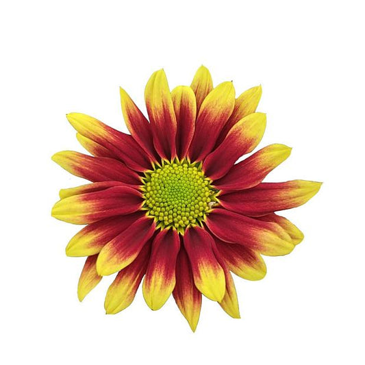 Rainbow Hearts Delight Chrysanthemum