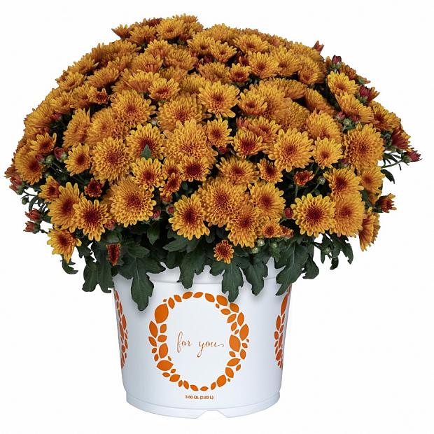 Solstice Bronze Chrysanthemum