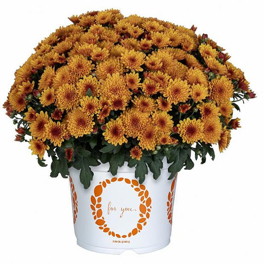 Solstice Bronze Chrysanthemum