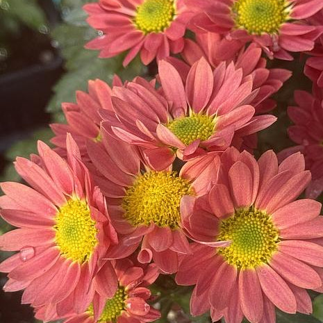 Swifty Apricot Chrysanthemum