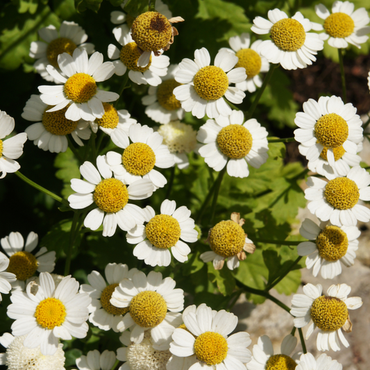 Golden Feverfew Chrysanthemum