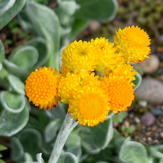 Desert Flame Golden Everlasting