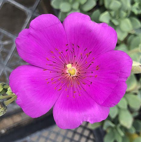 Rock Purslane