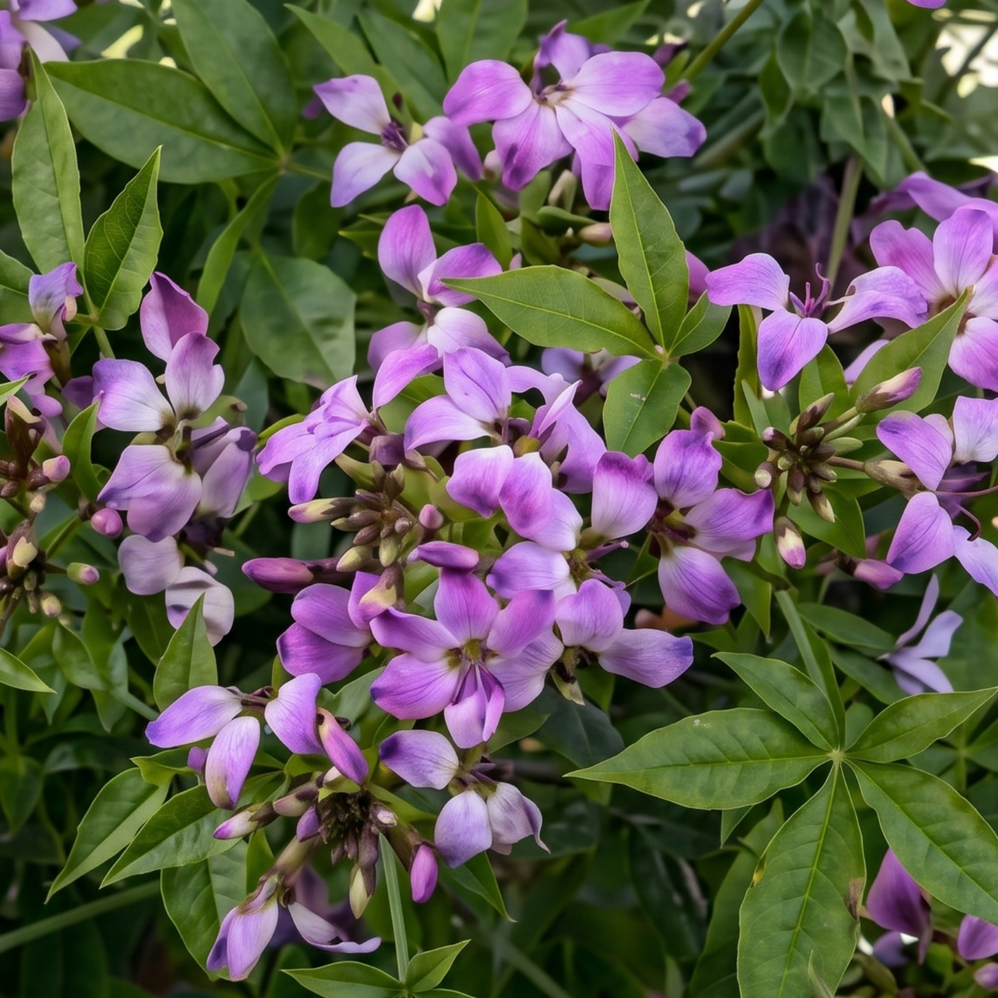 Clio Magenta Spider Flower