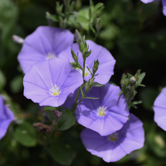 Sabatius Convolvulus