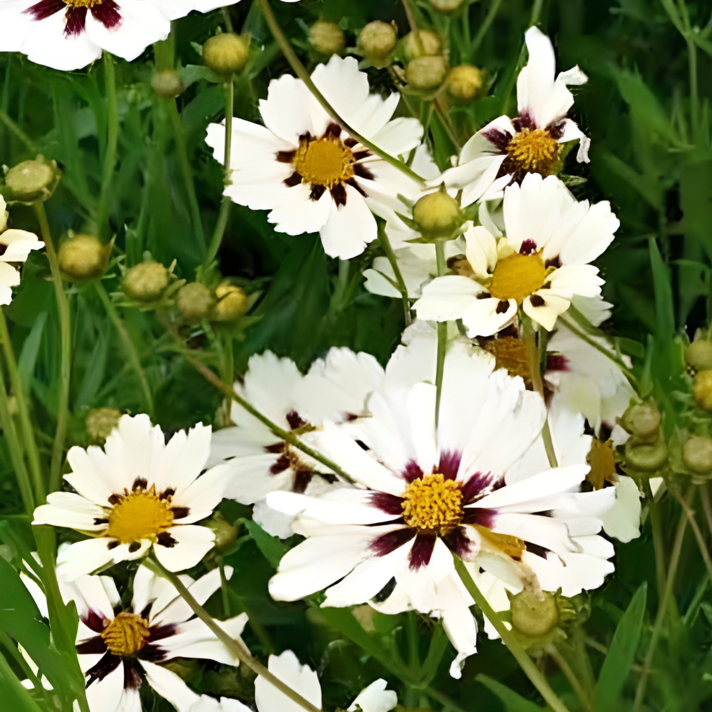 Star Cluster Coreopsis