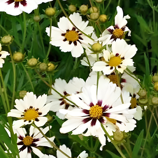 Star Cluster Coreopsis