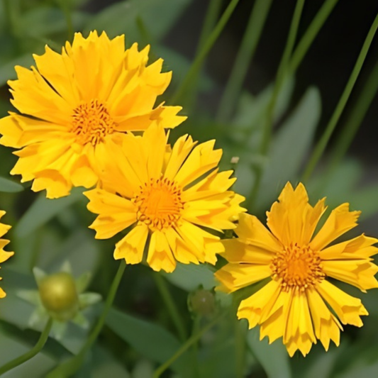 Jethro Tull Tickseed Coreopsis