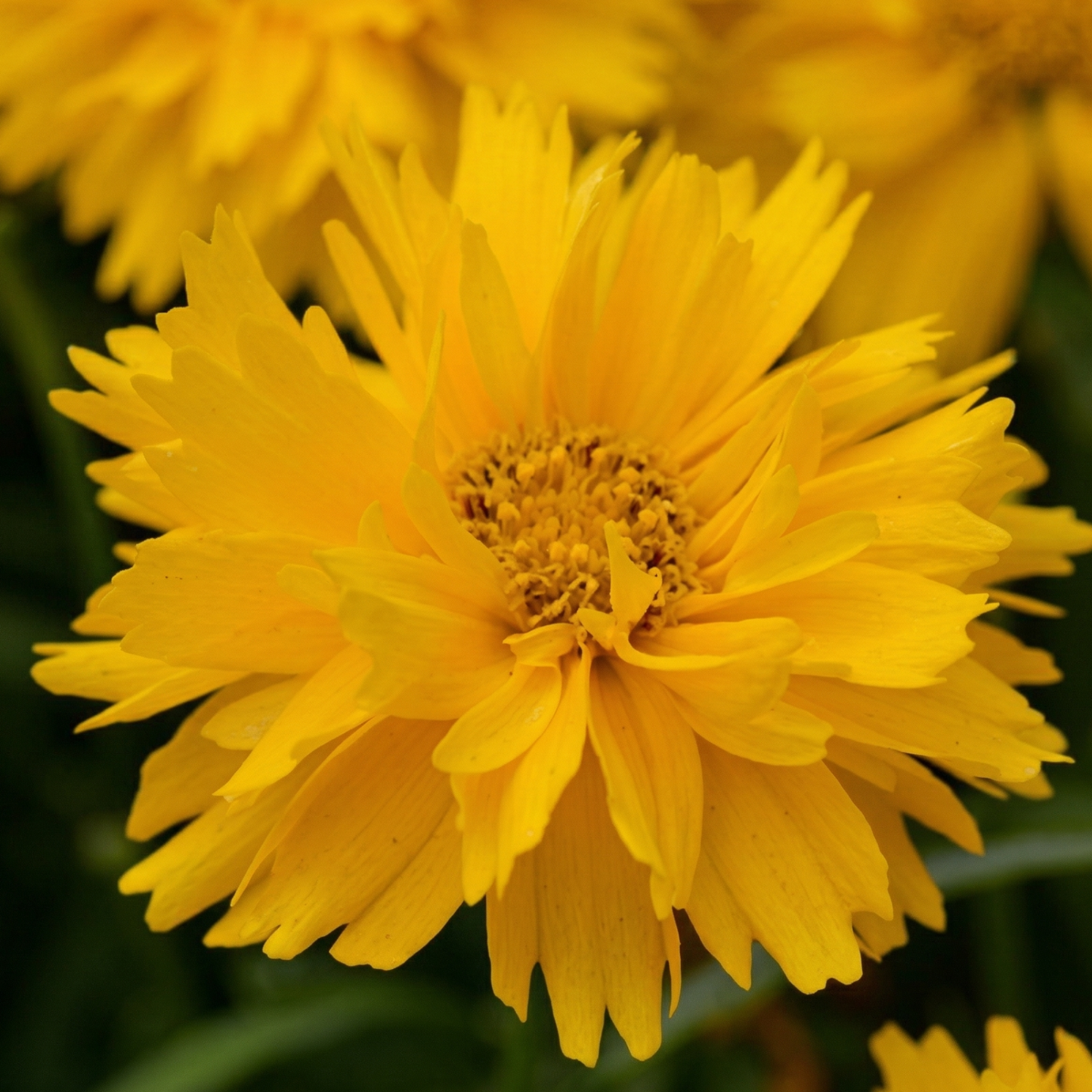 Double the Sun Tickseed