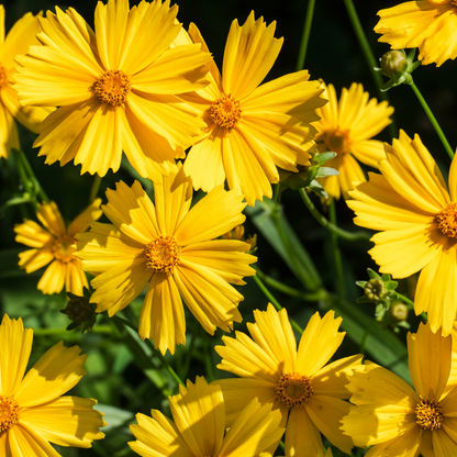 Early Sunrise Lanceleaf Coreopsis