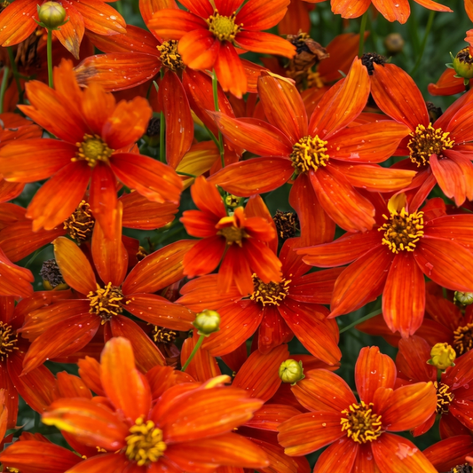 Crazy Cayenne Coreopsis