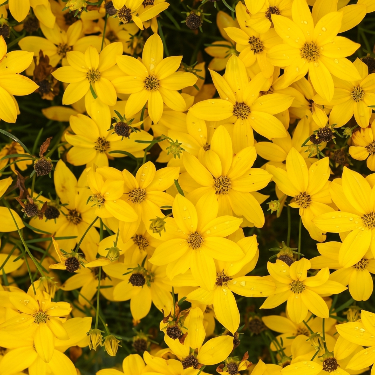 Golden Shower Coreopsis