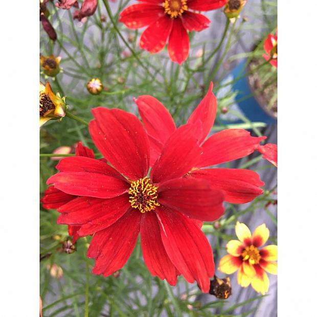 Vermillion Coreopsis