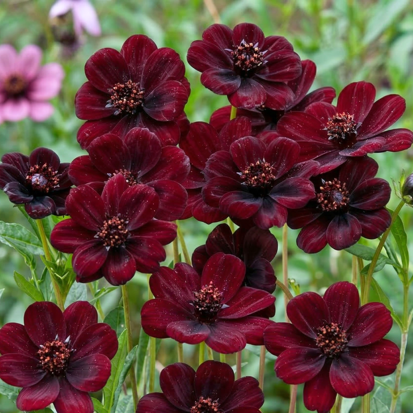 Chocamocha Chocolate Cosmos