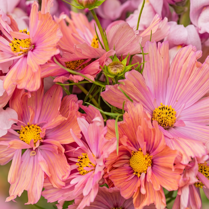 Apricotta Cosmos