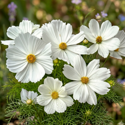Casanova White Cosmos