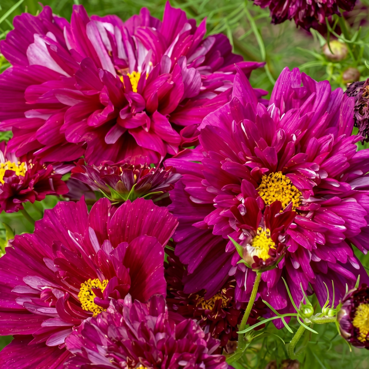 Cranberries Double Click Cosmos