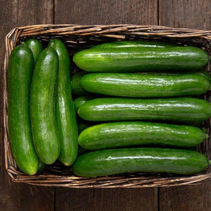Green Finger Cucumber
