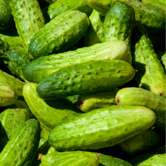 National Pickling Cucumber