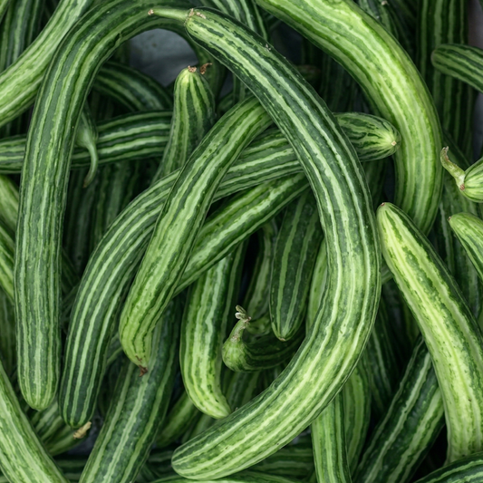 Striped Armenian Cucumber