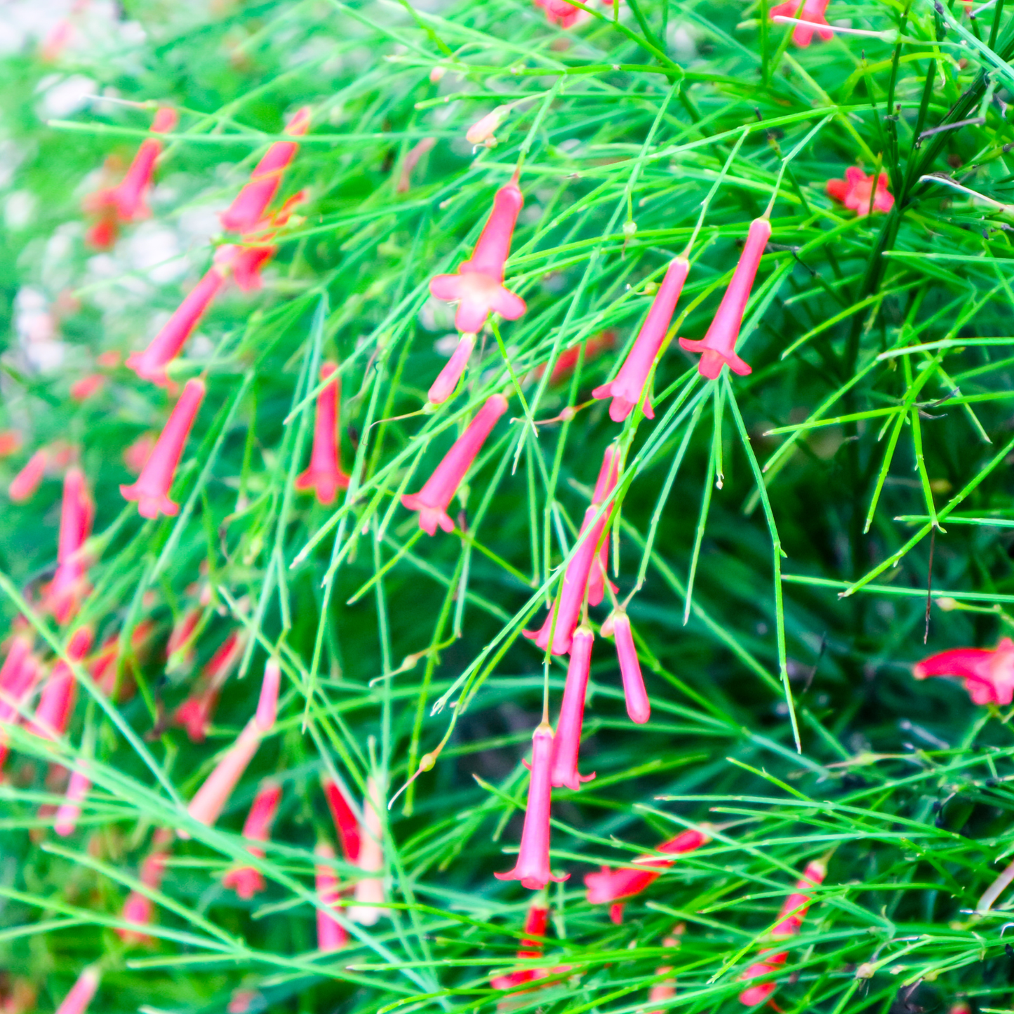Starfire Pink Cuphea