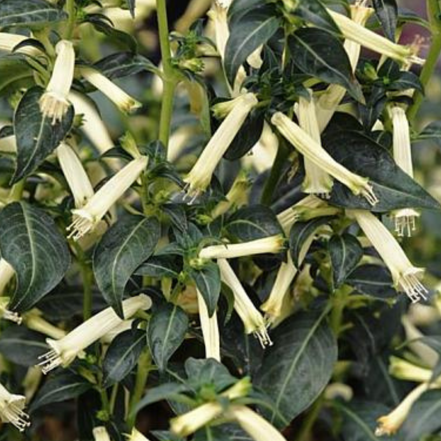 Sugarbells Cigar Plant Cuphea